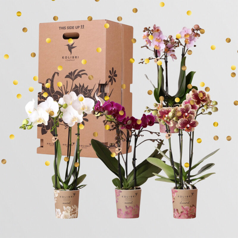 Surprise Box 4 Soorten Orchideeën