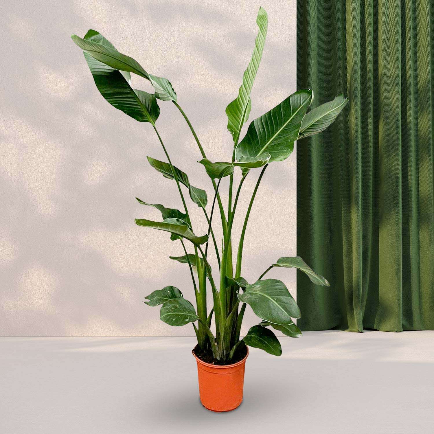Paradijsvogelplant (Strelitzia Nicolai) Ø24cm - ↕160cm