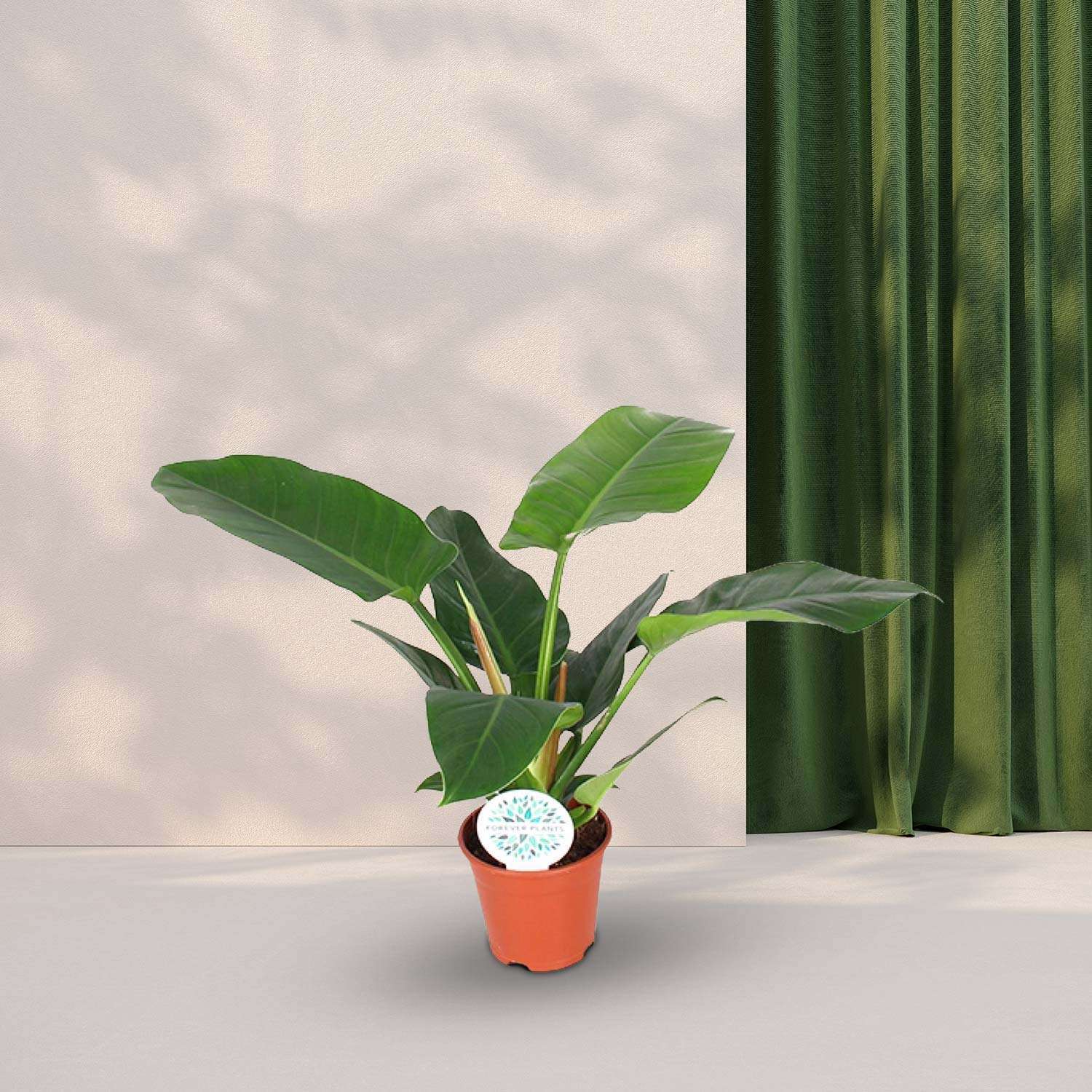 Philodendron Imperial Green - Ø17cm - ↕50cm
