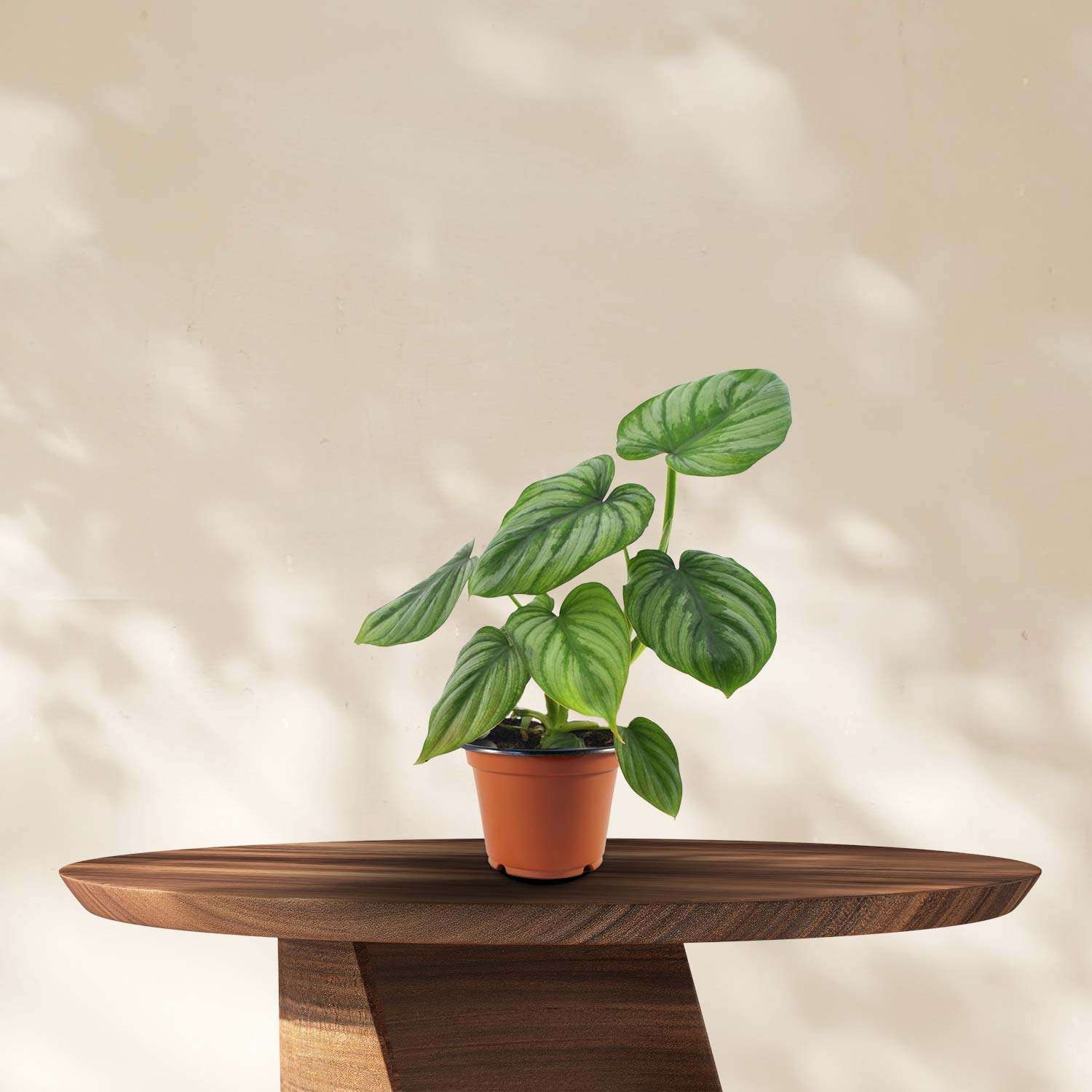 Philodendron Mamei - Ø12cm - ↕25cm