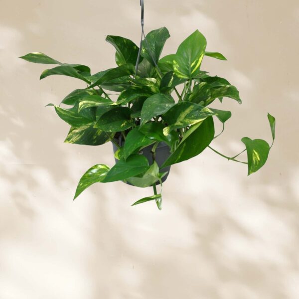 Scindapsus Epipremnum Hangplant - Ø15cm - ↕45cm