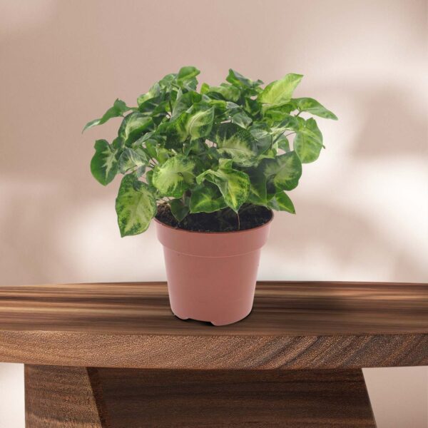Syngonium Pixie - Ø12cm - ↕20cm