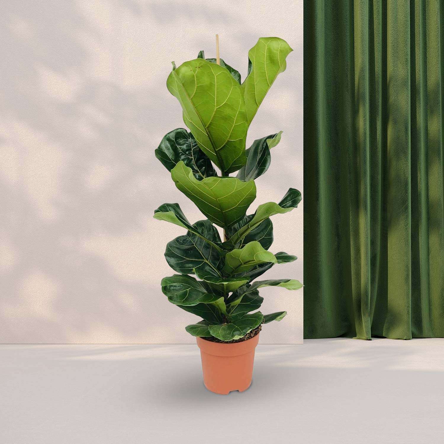 Vioolbladplant (Ficus Lyrata) - Ø21 - ↕100cm