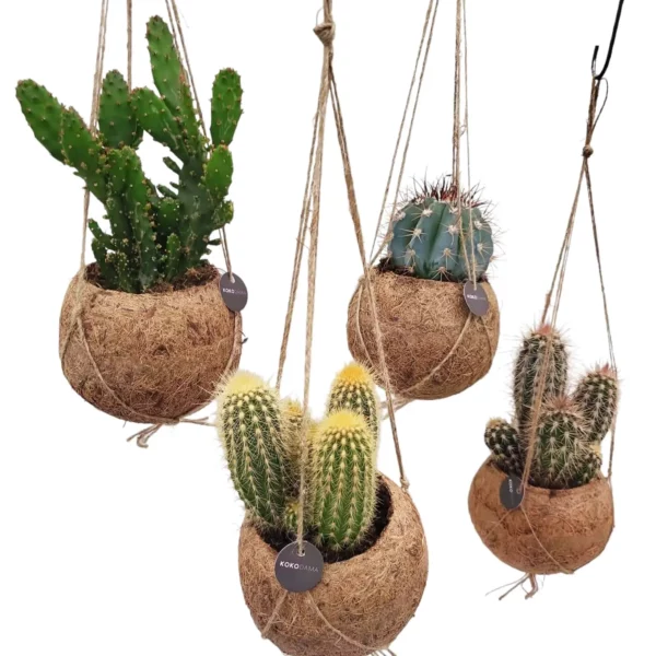 Kokodama Cactus Planten - 4 stuks - Ø12cm - ↕20cm