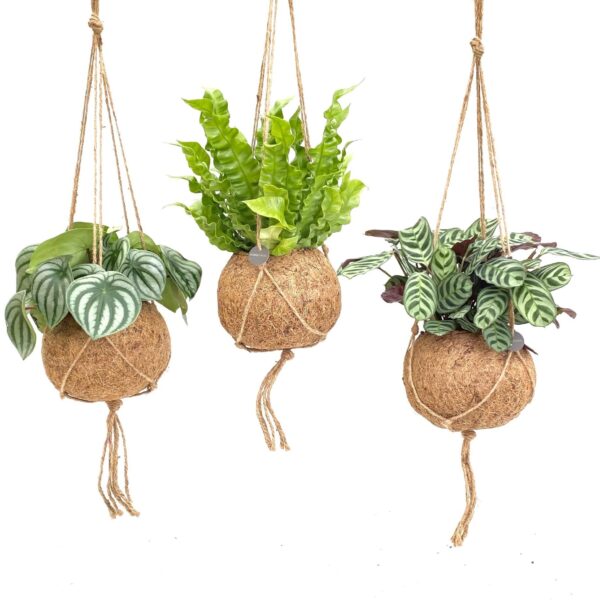 Kokodama Jungle Mix - 3 stuks - Ø17cm - ↕28cm