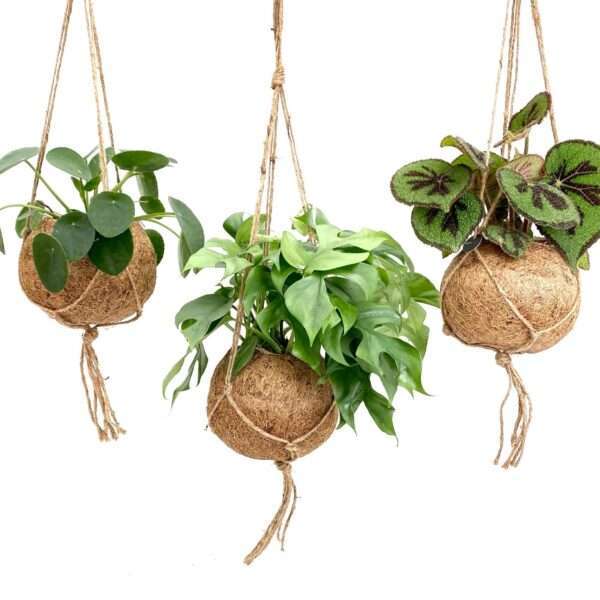 Kokodama Dream Mix - 3 stuks - Ø17cm - ↕30cm