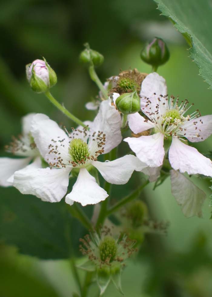 Bramen en Framboos planten - Afbeelding 3