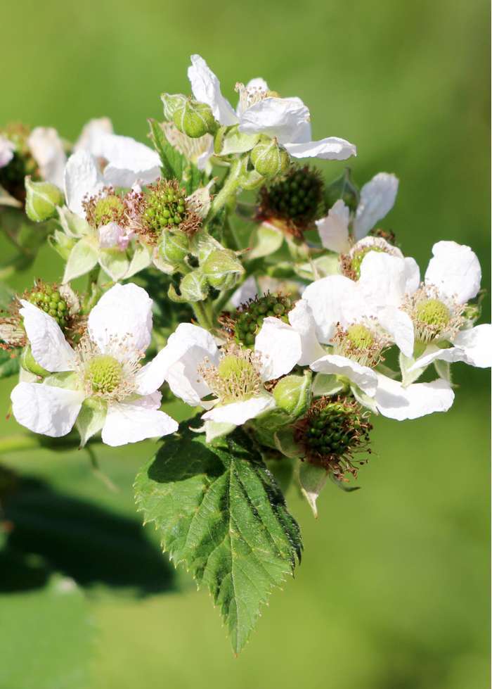 Bramen en Framboos planten - Afbeelding 6