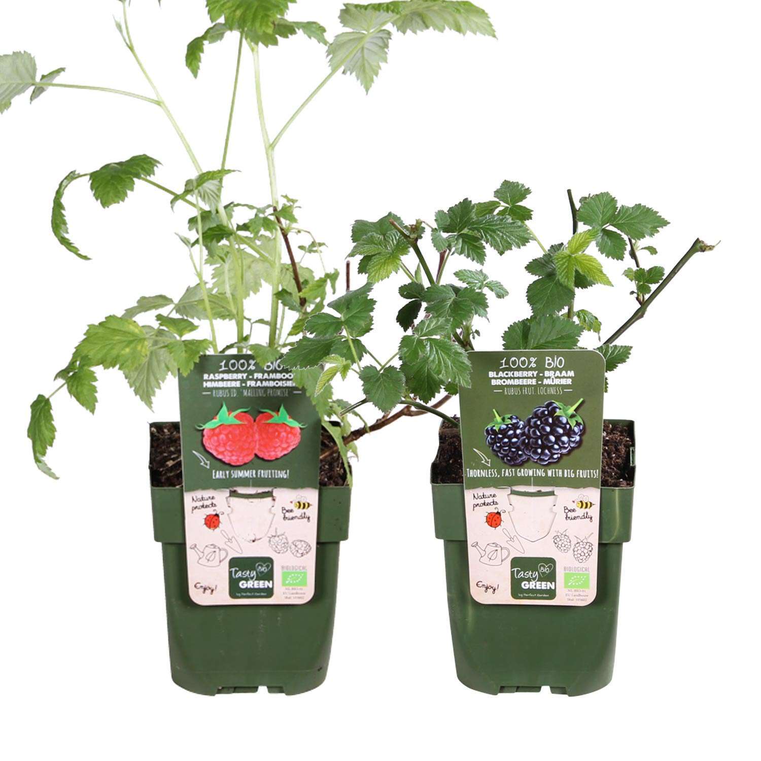 Bramen en Framboos planten