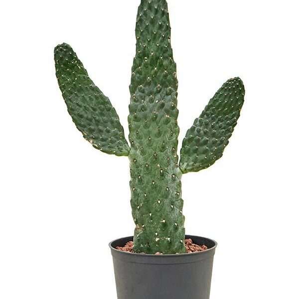 Schijfcactus (Opuntia Consolea) - Ø13cm - ↕55cm