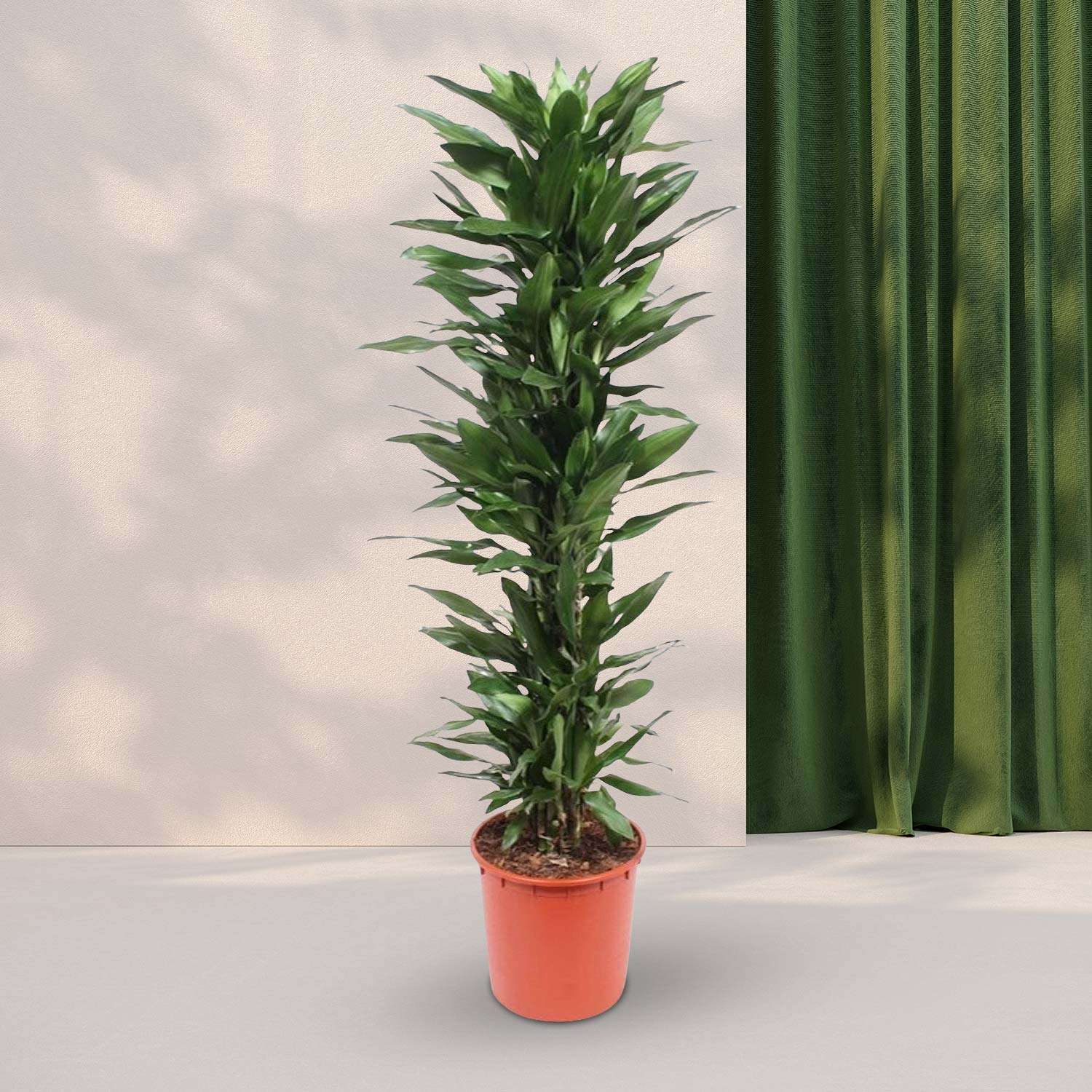 Drakenbloedboom (Dracaena Janet Lind) - ↕170cm - Ø34cm