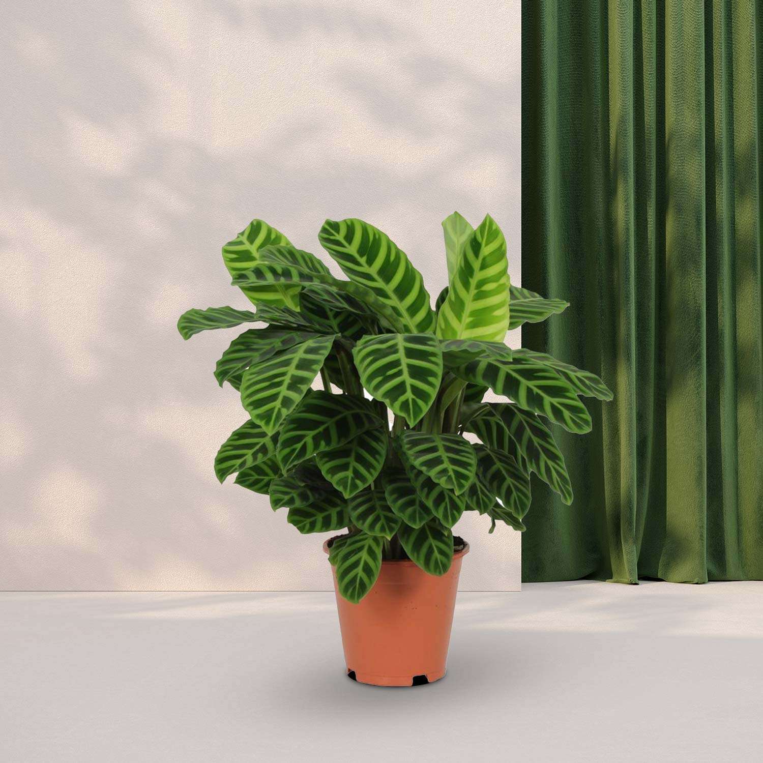 Calathea Zebrina - ↕65cm - Ø19cm