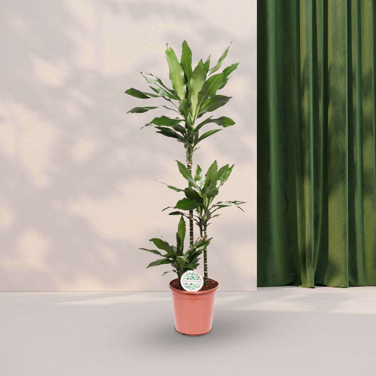 Drakenbloedboom (Dracaena Janet Lind) - Ø24cm - ↕130cm