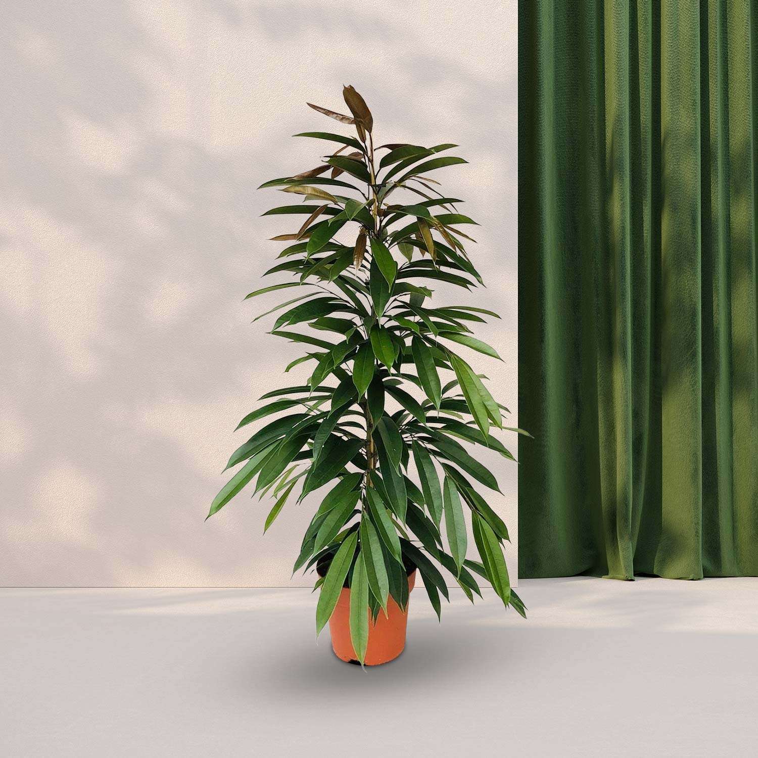 Ficus Binnendijkii Amstel King Ø21cm - ↕95cm