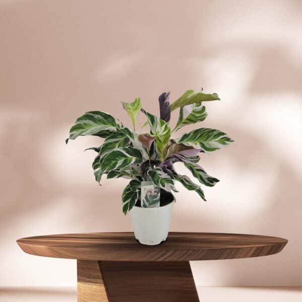 Pauwenplant (Calathea Fusion White) - ↕40cm - Ø14cm
