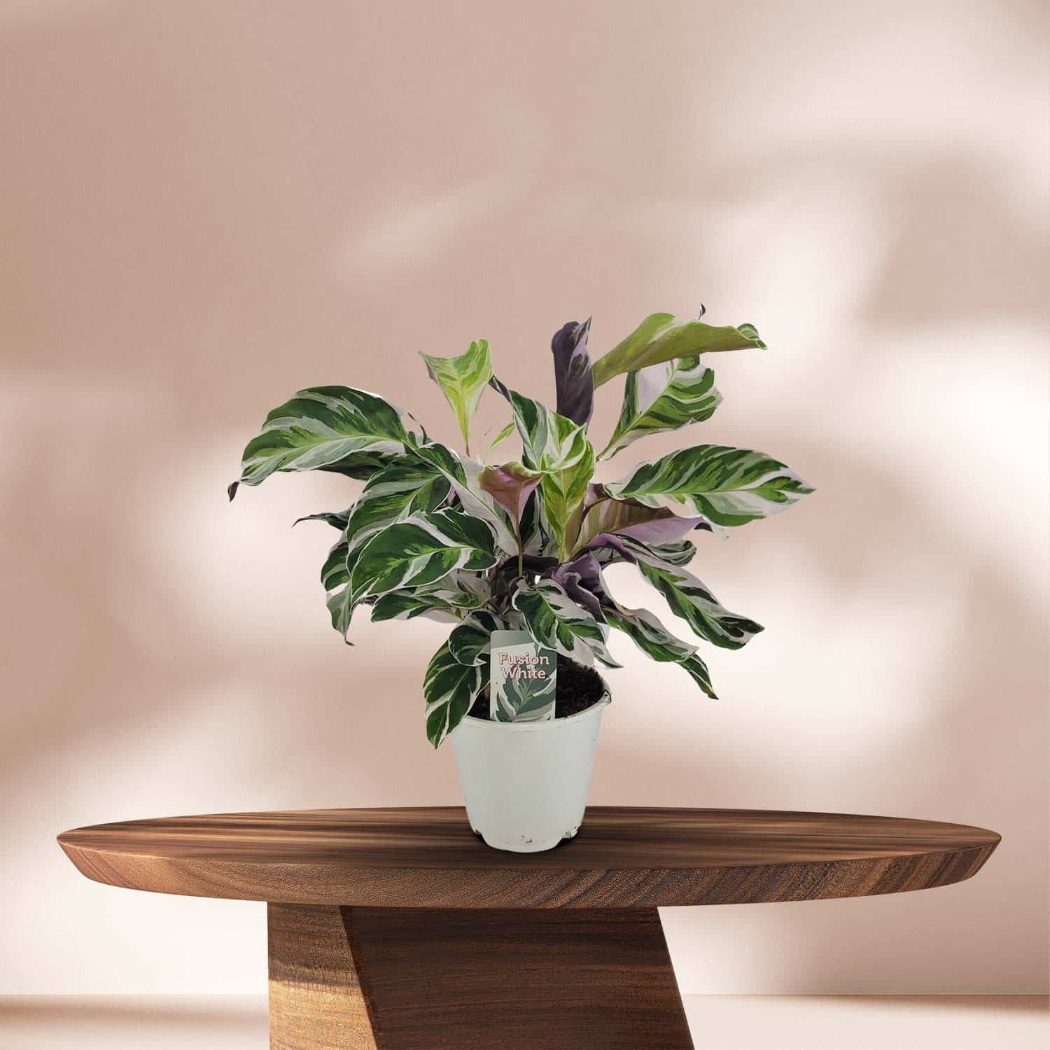 Pauwenplant (Calathea Fusion White) - ↕40cm - Ø14cm
