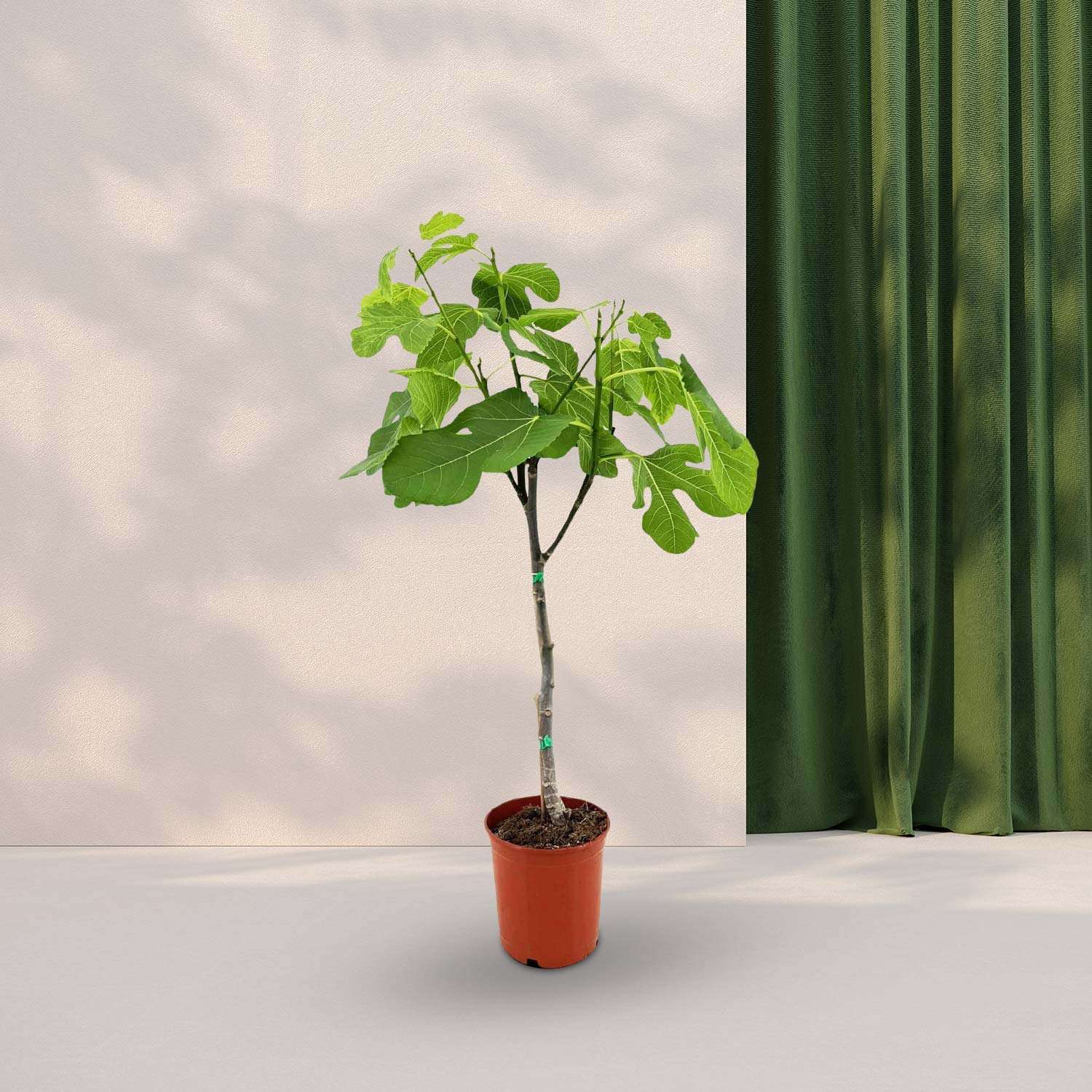 Vijgenboom (Ficus Carica) Ø17cm - ↕80cm
