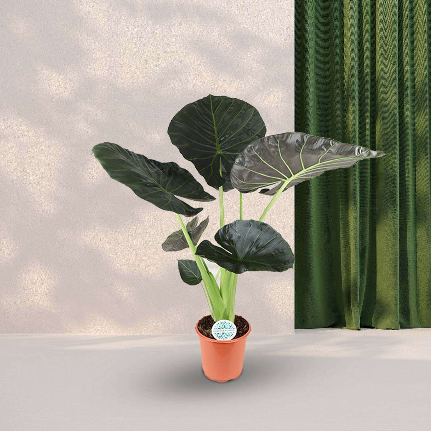 Olifantsoor (Alocasia Regal Shield) - Ø24cm - ↕110cm