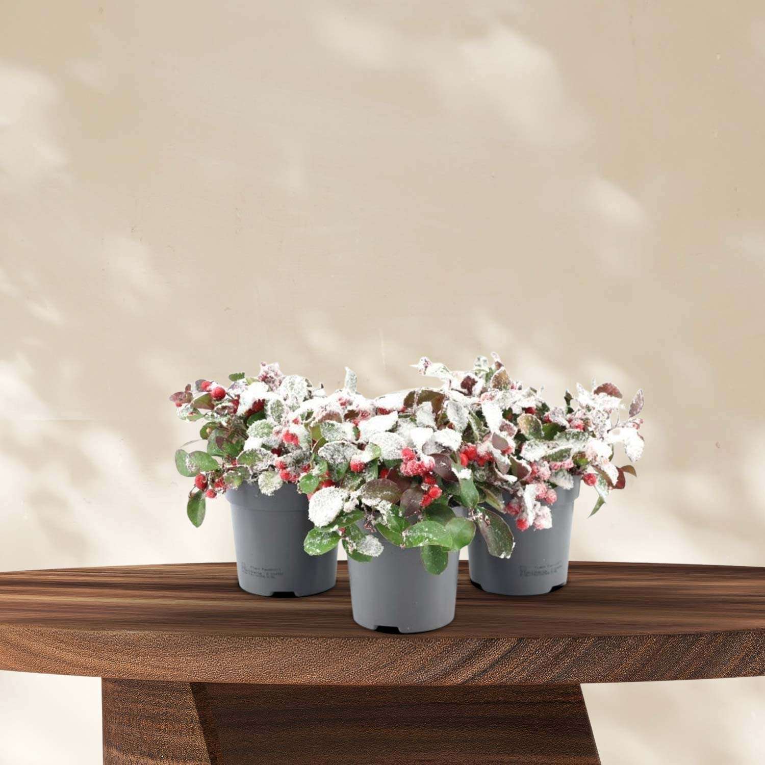 3x Bergthee (Gaultheria Big Berry) met Sneeuw - Ø10cm - ↕15cm
