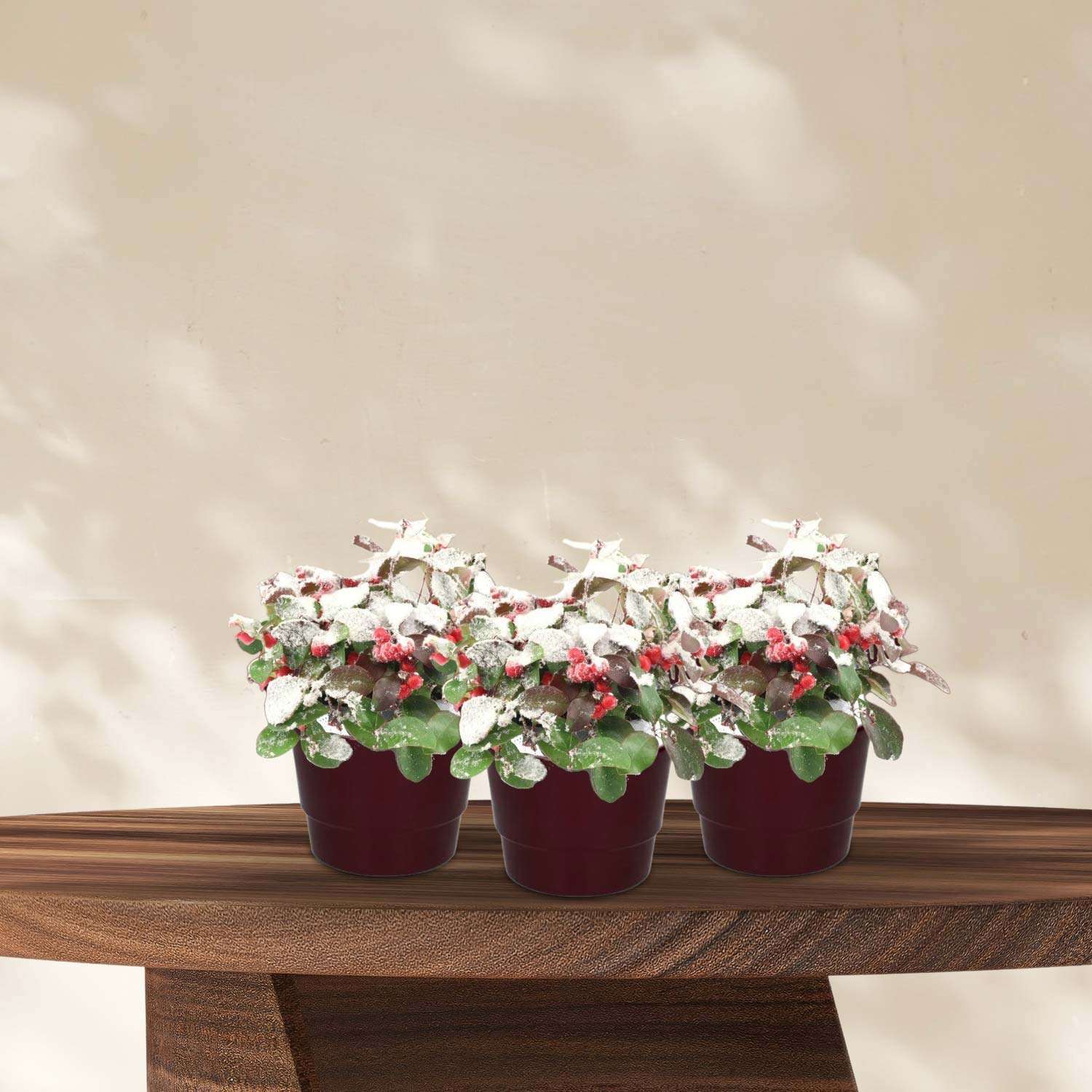 3x Bergthee (Gaultheria Big Berry) met Sneeuw in Pot Bordeaux - Ø10cm - ↕15cm