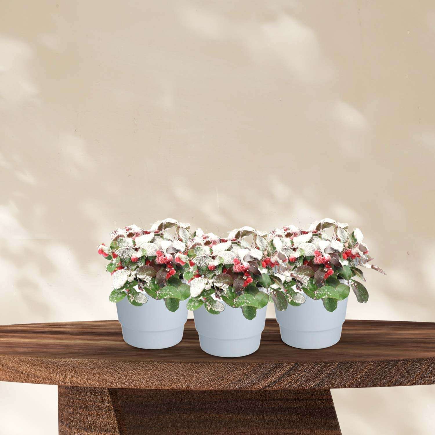 3x Bergthee (Gaultheria Big Berry) met Sneeuw in Pot Wit - Ø10cm - ↕15cm