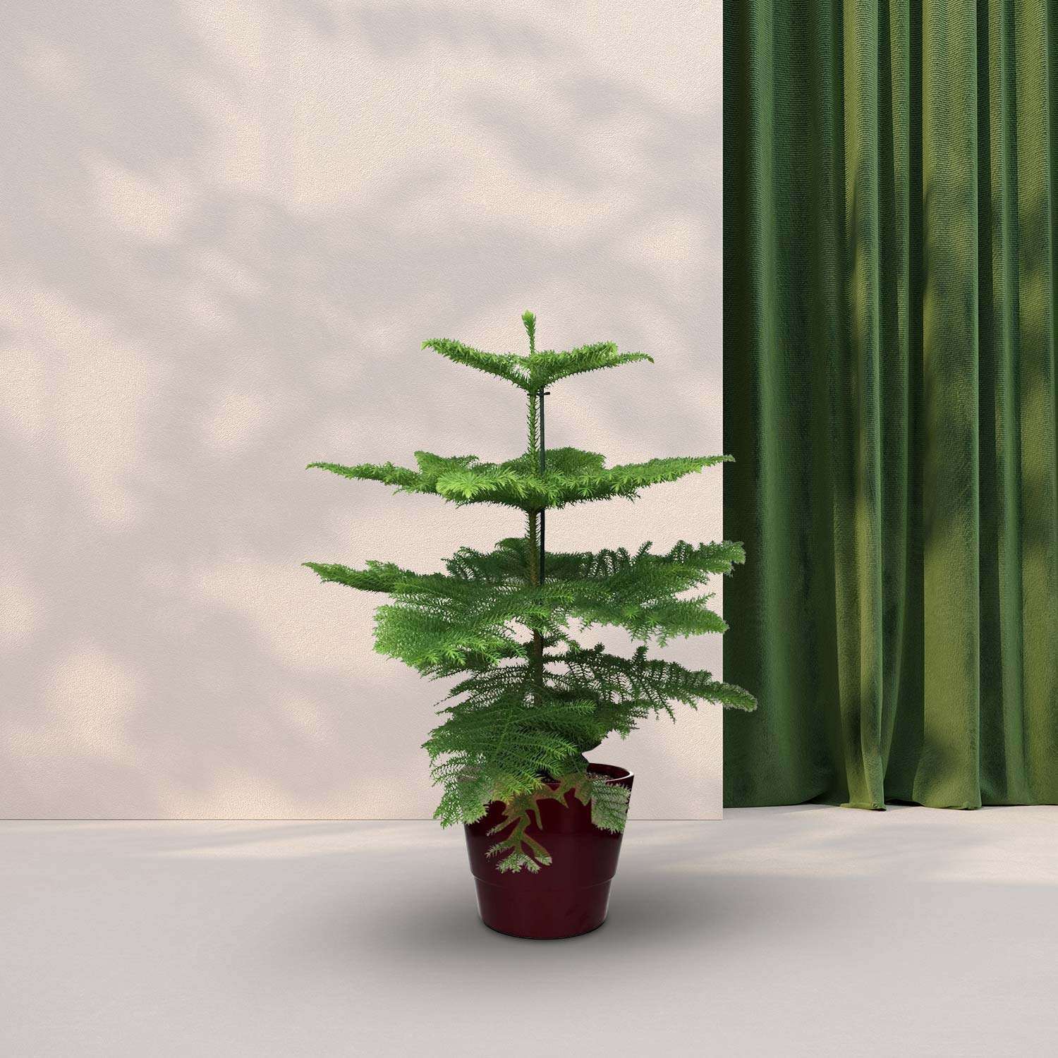 Kamerden (Araucaria Heterophylla) - Ø21cm ↕70cm + Pot Basic Bordeaux