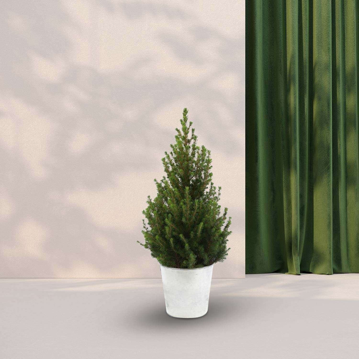 Kerstboom Picea 'December' in pot zink - Ø21cm - ↕70cm