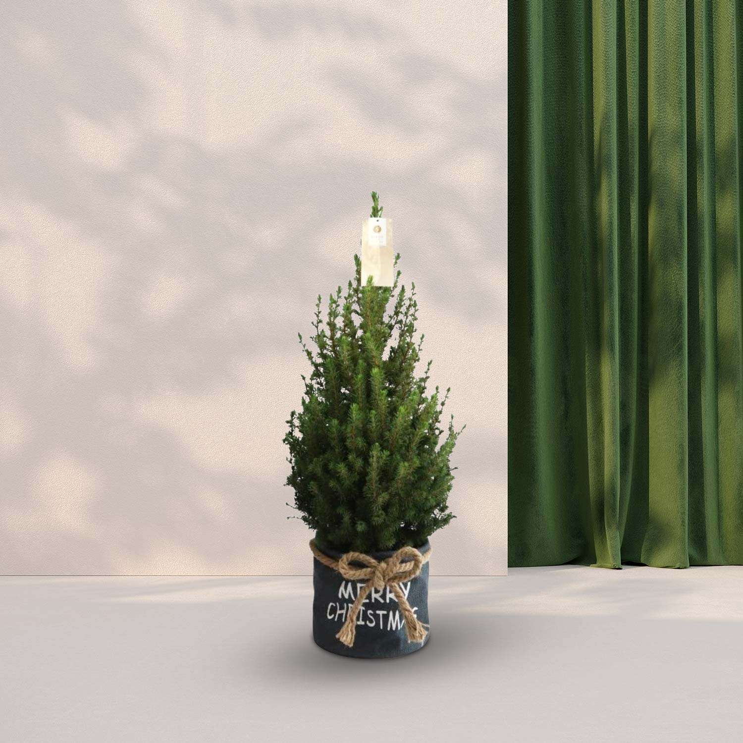 Kerstboom (Picea Glauca Conica) in zak blauw - 70cm