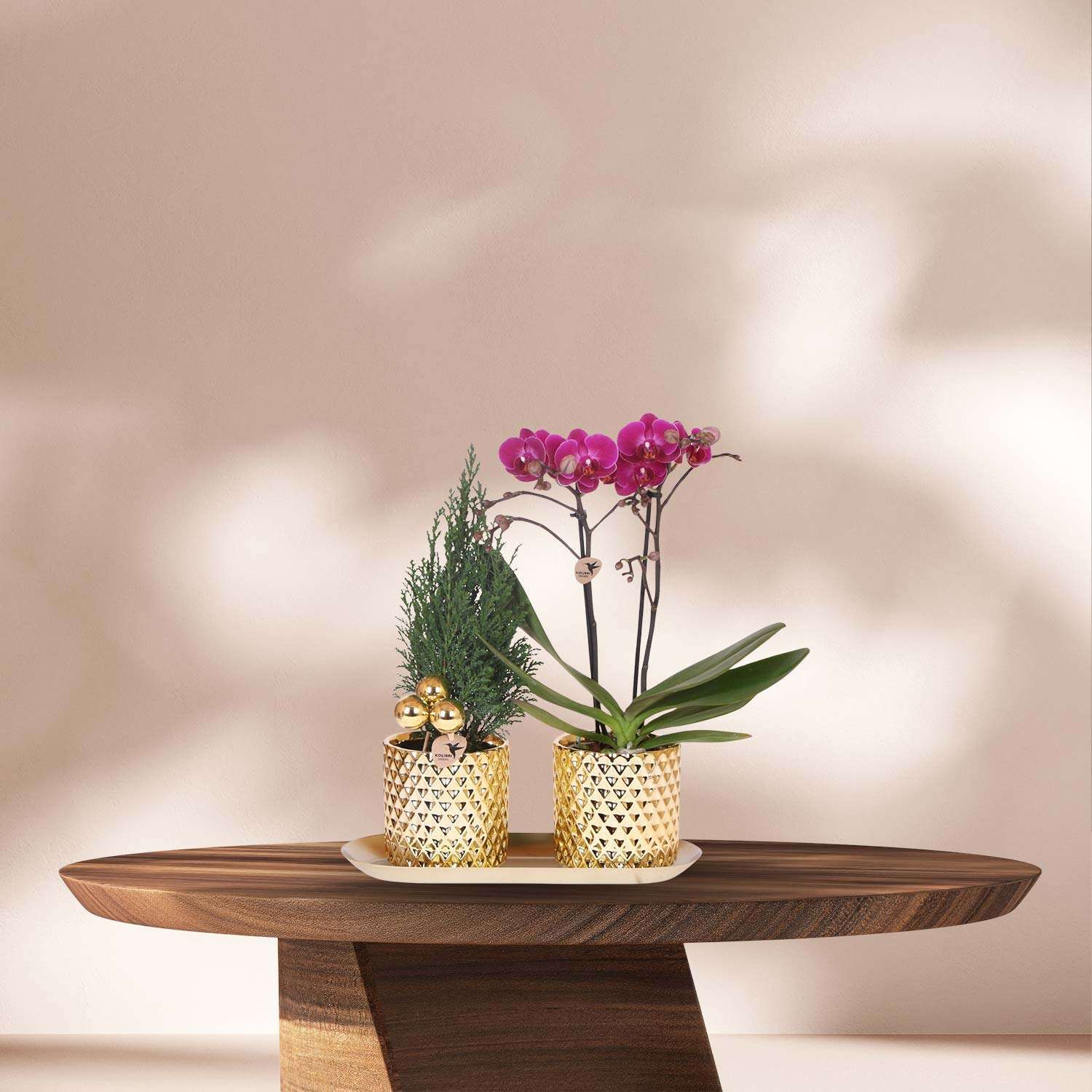 Plantenset Kerst Goud - Paarse Phalaenopsis Orchidee Morelia + Mini Kerstboom in sierpotten op dienblad