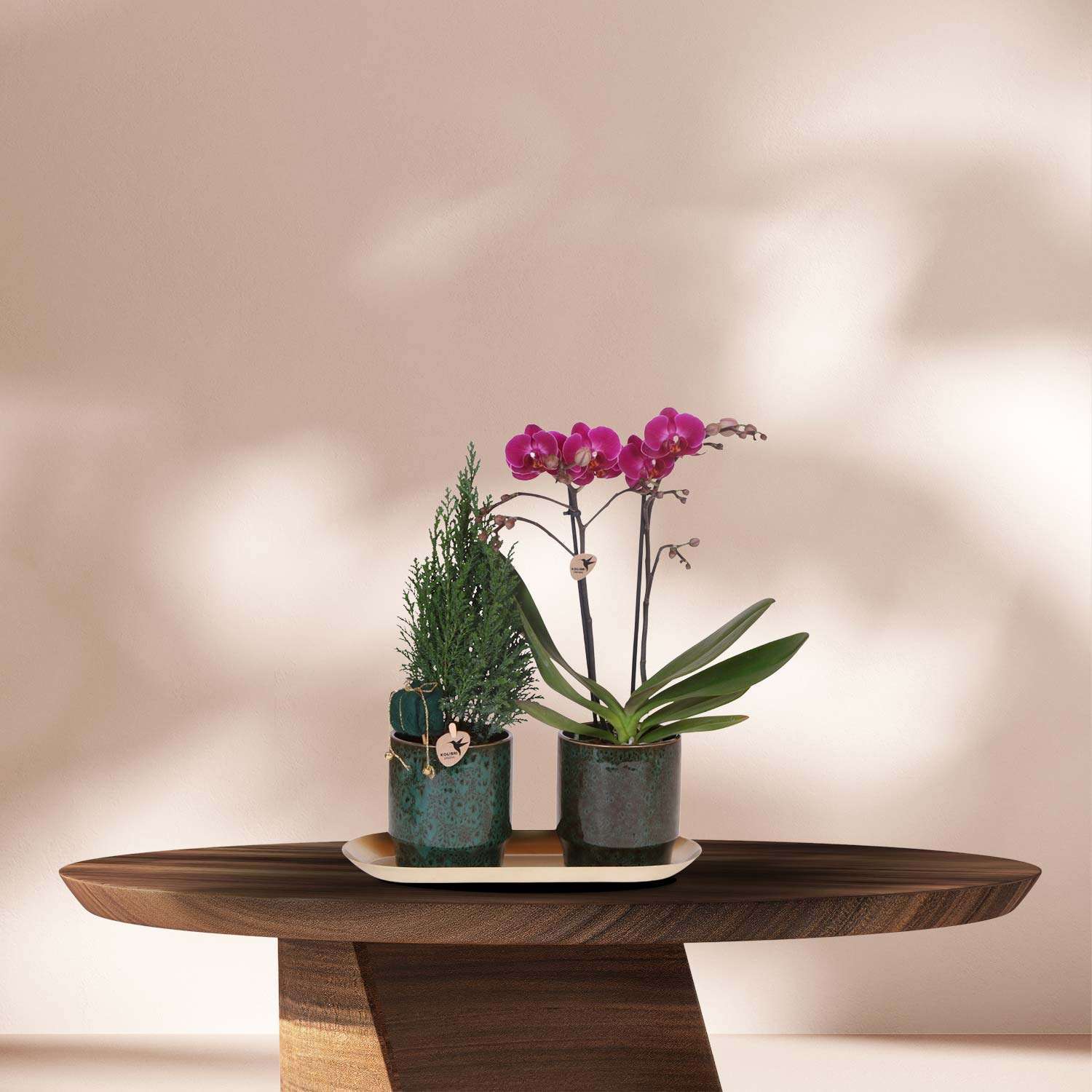 Plantenset Kerst Groen - Paarse Phalaenopsis Orchidee Morelia + Mini Kerstboom in sierpotten op dienblad