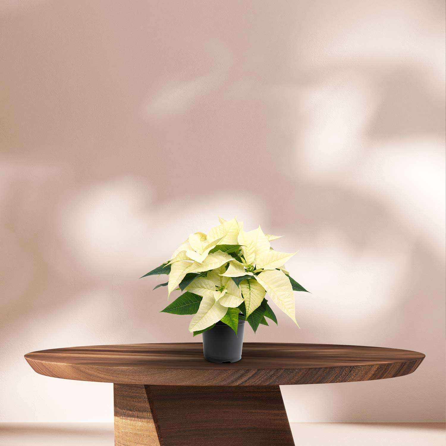 Kerstster (Poinsettia) Alaska White - Ø10,5cm - ↕23cm