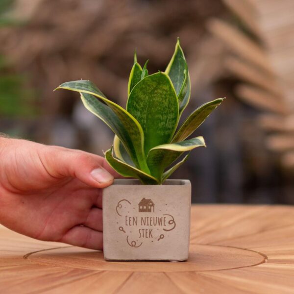 Little Green Gift - Sansevieria - Een nieuwe stek