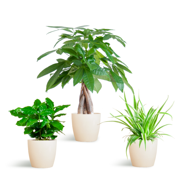 Diervriendelijke Plantenbox - met sierpot Viber Wit - Ø12cm