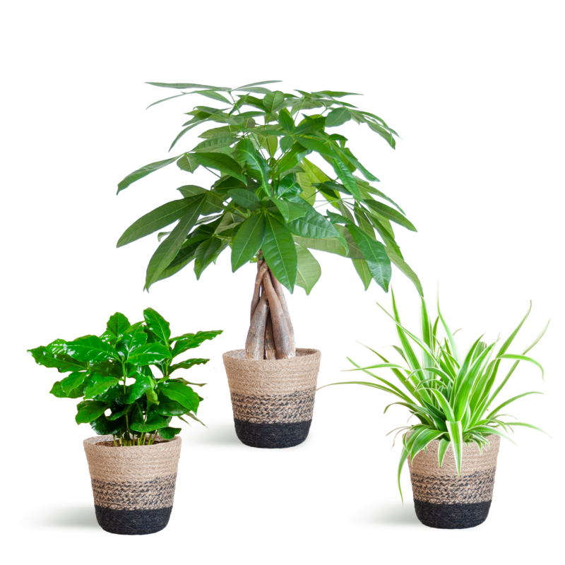 Diervriendelijke Plantenbox - met Mand Lissabon zwart - Ø12cm