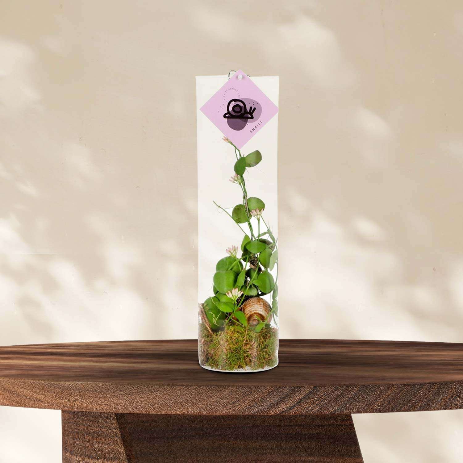Dischidia 'Mierenplant' in Cilinderglas - Ø11cm - ↕38cm