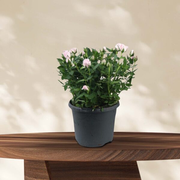 Potroos Rosa Jewel Patio Baby - Ø17cm - ↕30cm