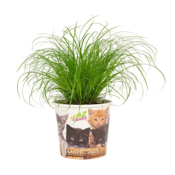Kattengras (Cyperus Zumula) Ø12cm - ↕23cm