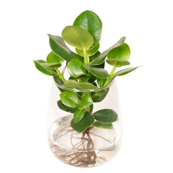 Clusia in Kingston glas - Ø12cm ↑30cm