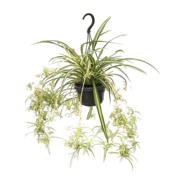Graslelie (Chlorophytum Comosum Variegatum) - Ø14cm – ↕55cm