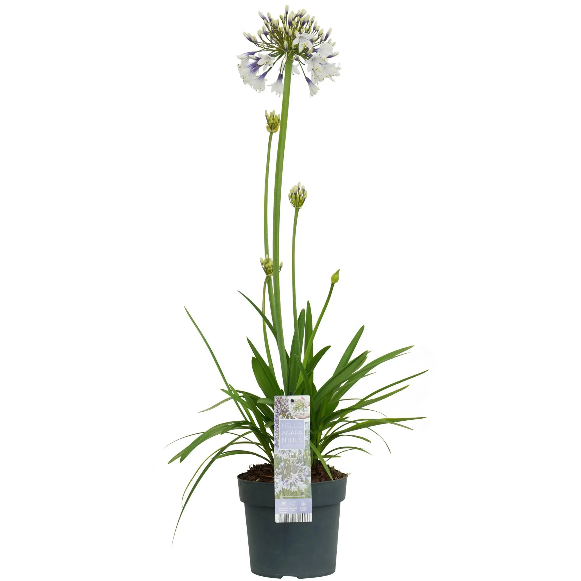 Afrikaanse Lelie (Agapanthus Fireworks) - Ø19cm - ↕75cm