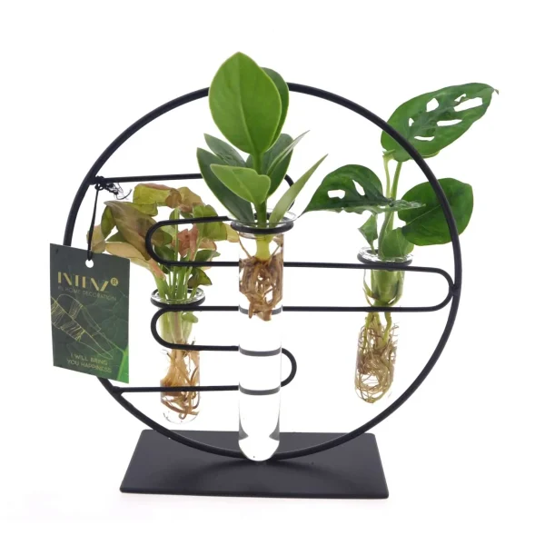 Kamerplanten mix in Dubai glas - Ø12cm - ↕25cm
