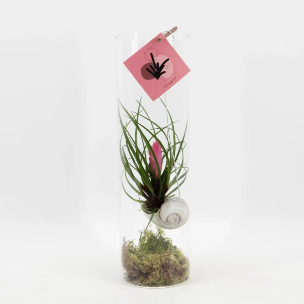 Tillandsia Cyanea in Glazen Cilinder - Ø11cm ↕38cm