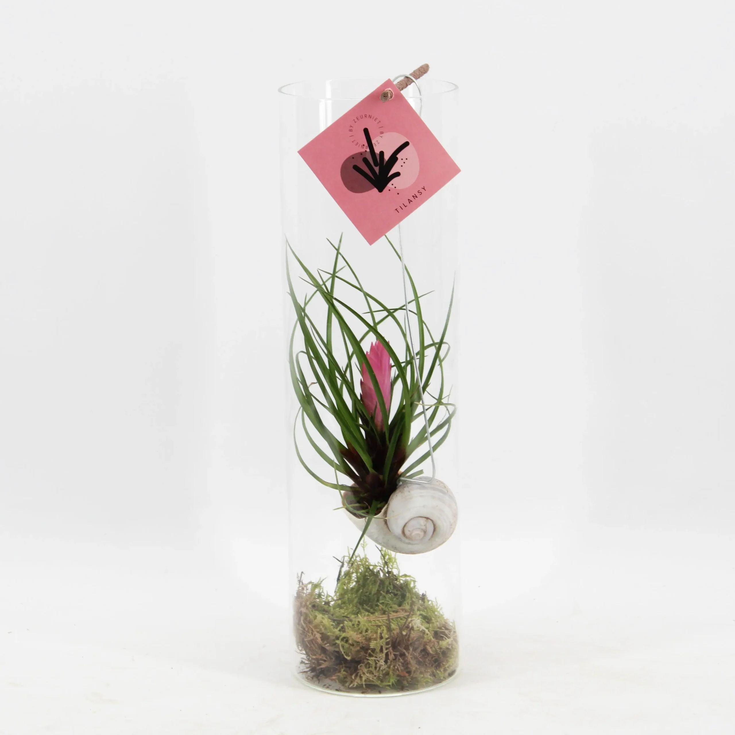Tillandsia Cyanea in Glazen Cilinder - Ø11cm ↕38cm
