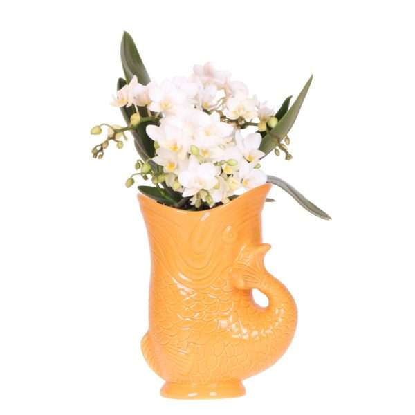 Orchidee in Fish sierpot – oranje Ø9cm