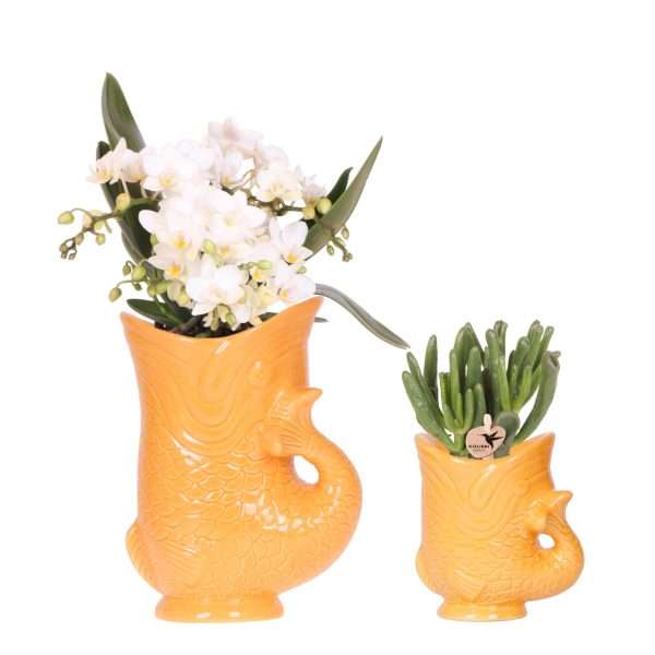 Orchidee & Succulent in Fish sierpot – Oranje Ø9cm & Ø6cm
