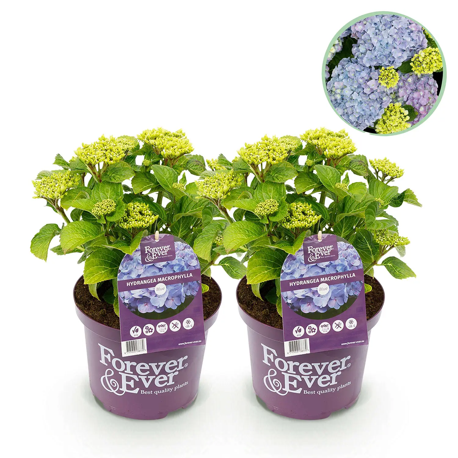 Hortensia Forever & Ever Blue - Set van 2 planten - Potmaat 23 cm