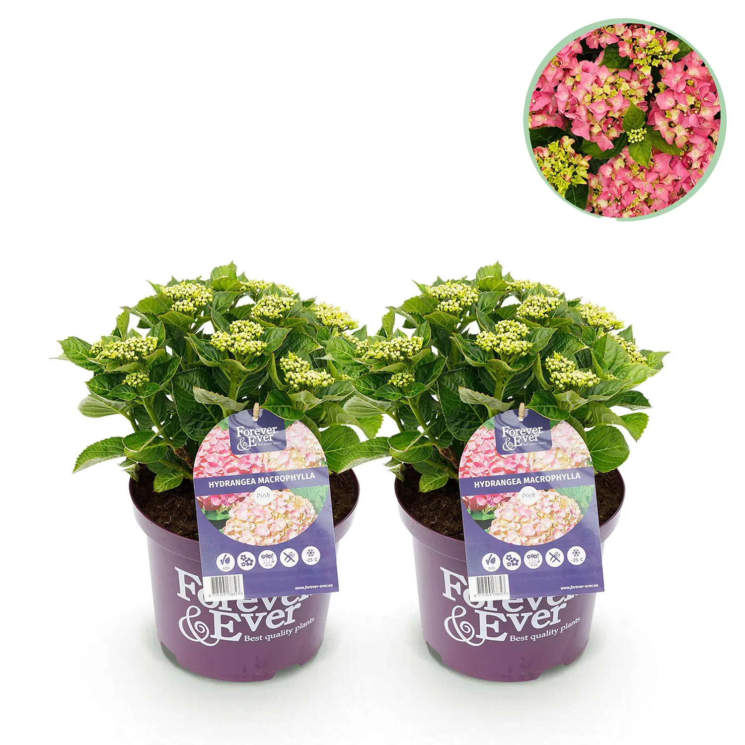 Hortensia Forever & Ever Pink - Set van 2 planten - Potmaat 23 cm