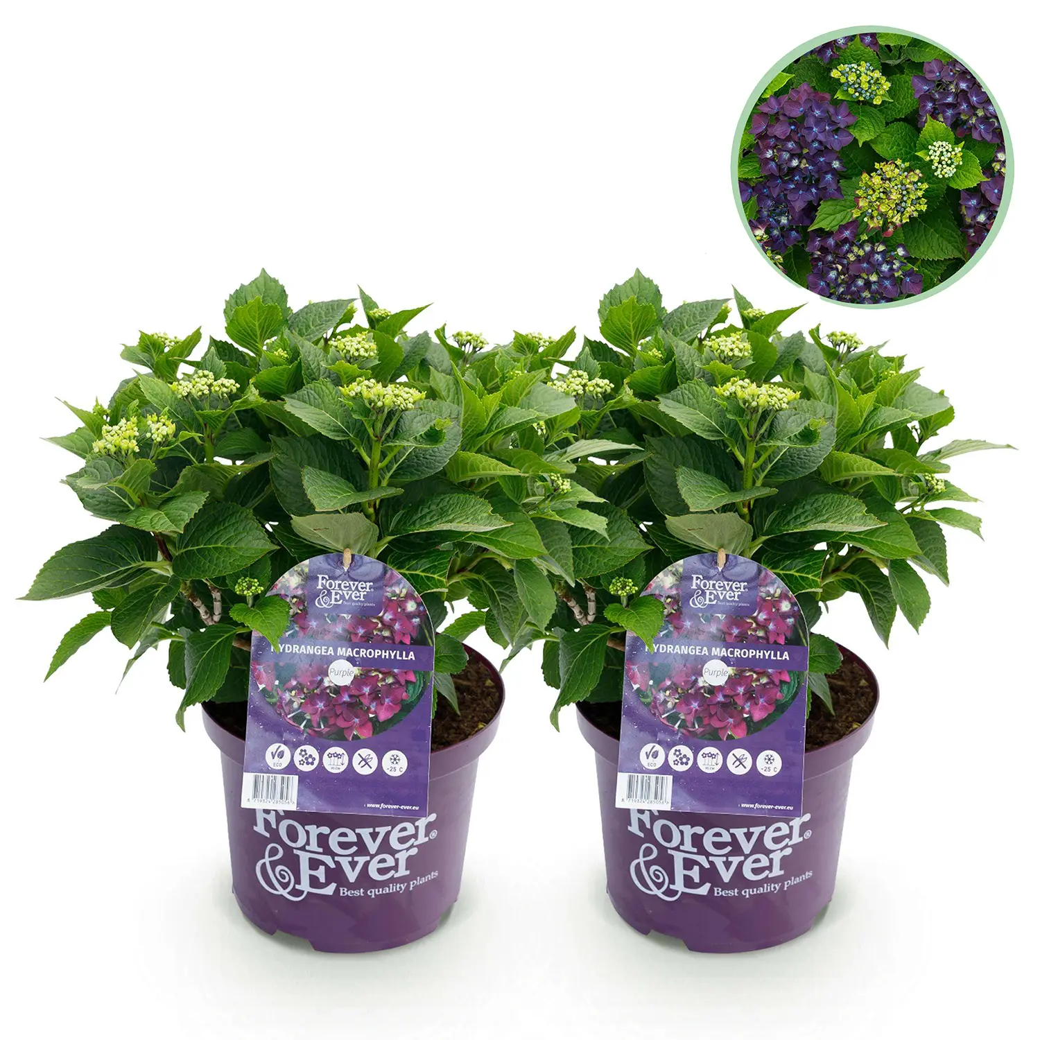 Hortensia Forever & Ever Purple - Set van 2 planten - Potmaat 23 cm