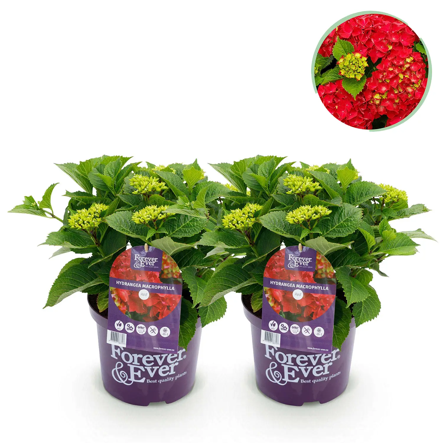 Hortensia Forever & Ever Red - Set van 2 planten - Potmaat 23 cm