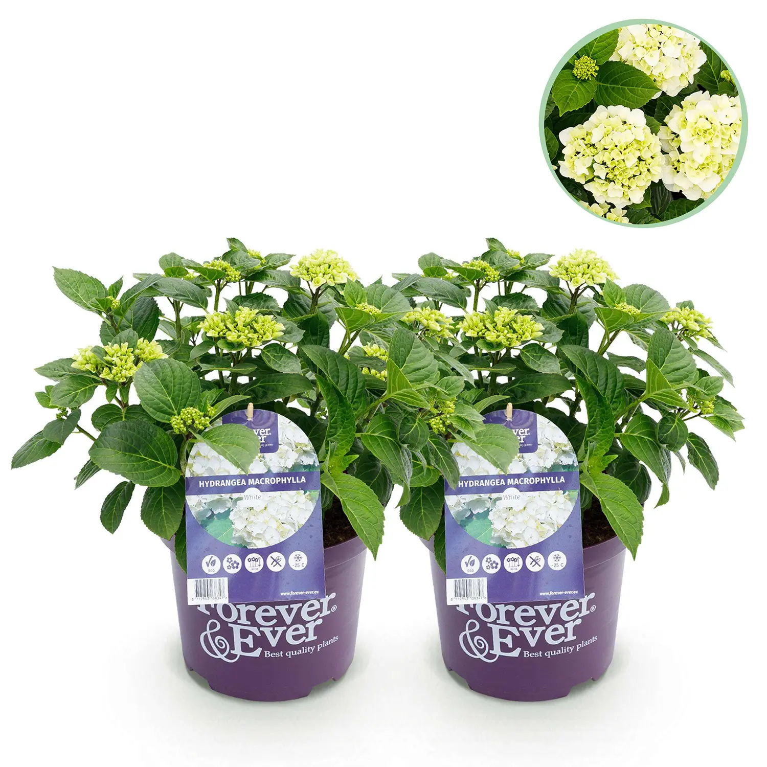 Hortensia Forever & Ever White – Set van 2 planten – Potmaat 23 cm